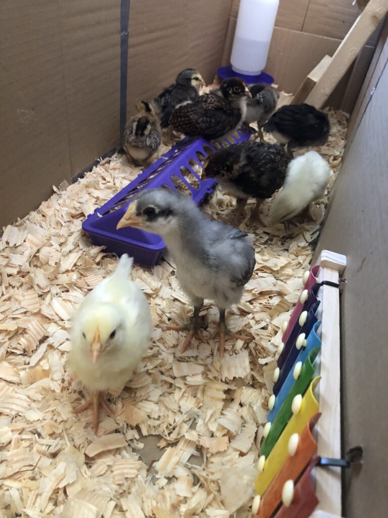 baby chick brooder equipped with feeder, waterer, roosting bars and even a xylophone for chick enrichment