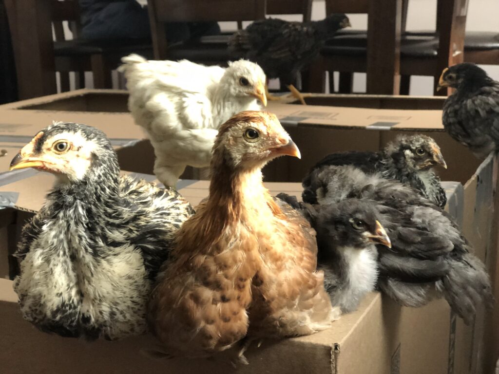 chickens 101 ensure proper lighting so they can build their day and night cycles