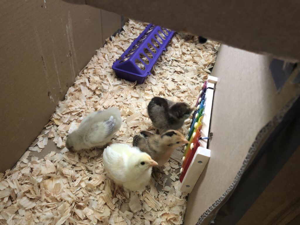 Baby Chicks enrichment via xylophone