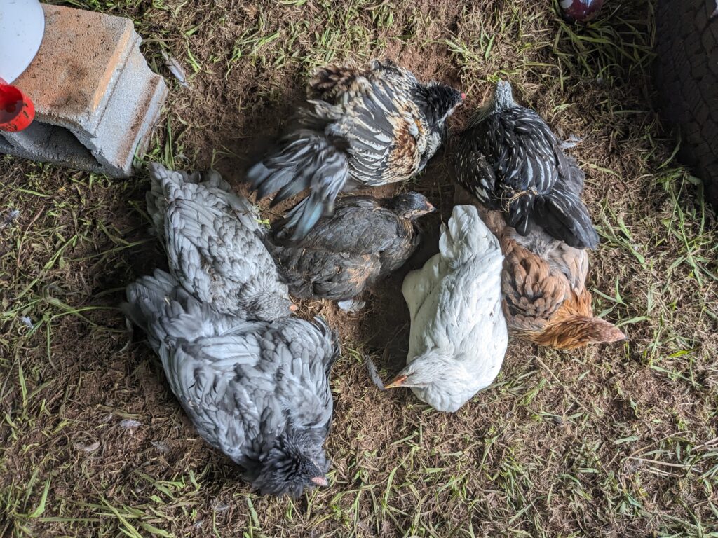 baby chickens Gradual introduction to the outdoors