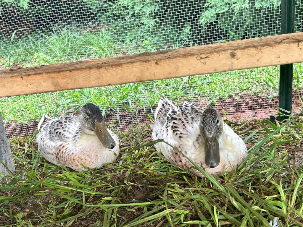 home sweet homestead - welsh harlequin ducks