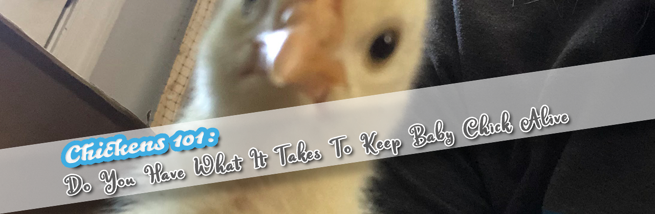 Chickens 101: Do You Have What It Takes To Keep Baby Chick Alive?