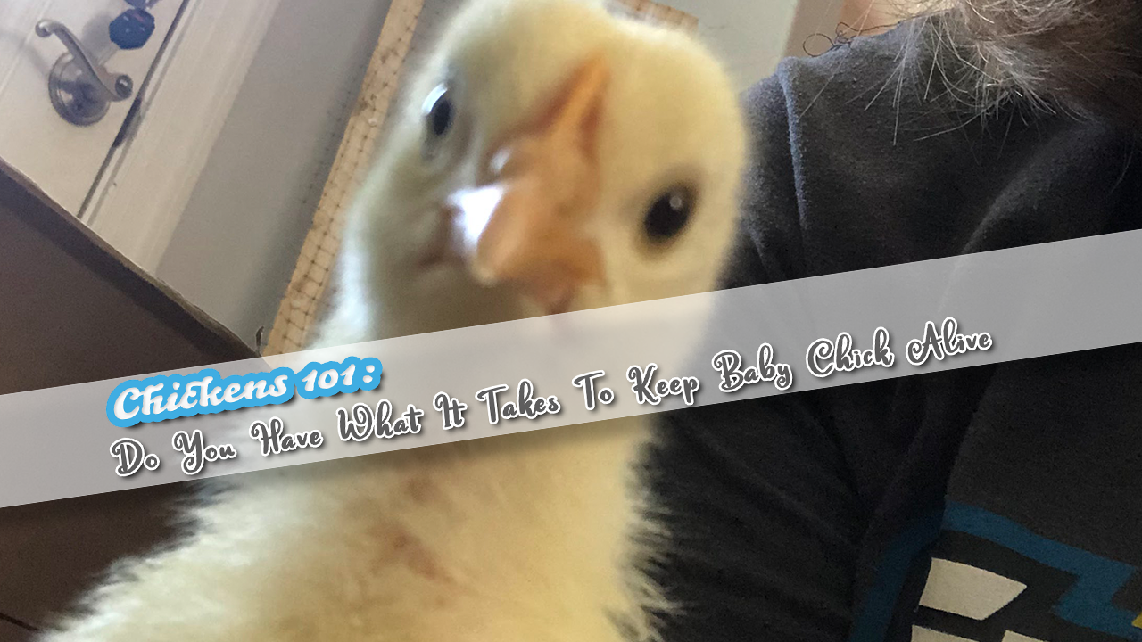 Chickens 101: Do You Have What It Takes To Keep Baby Chick Alive?