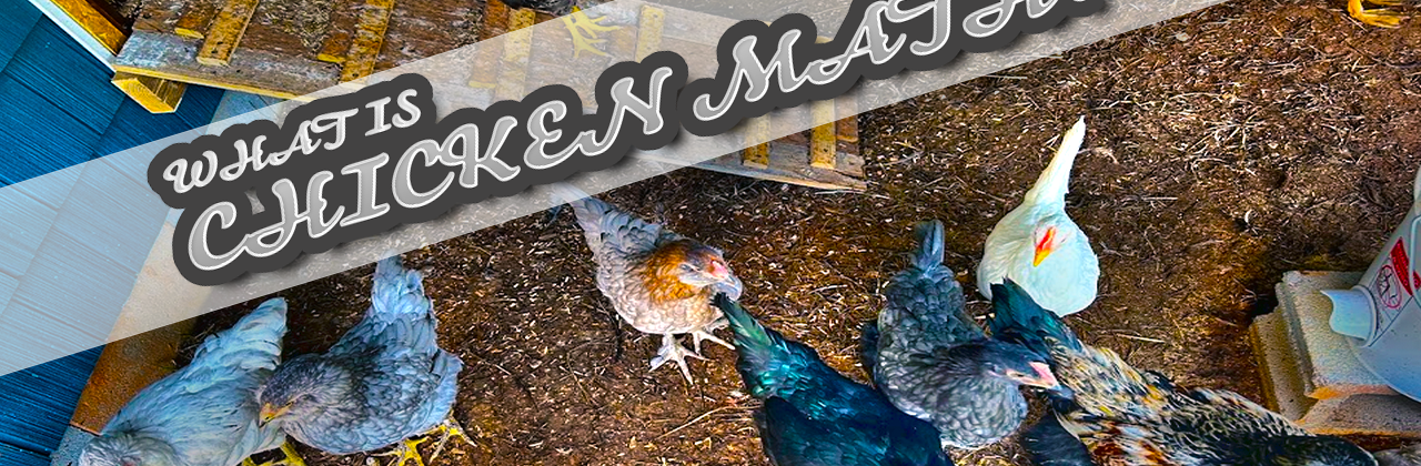 What is chicken math? Home Sweet Homestead