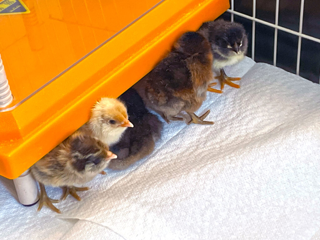 13 Questions When Choosing the Right Chicken Breeds For Your Flock