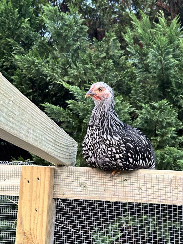 Silver Laced Wyandotte: Produces 200-250 brown eggs per year