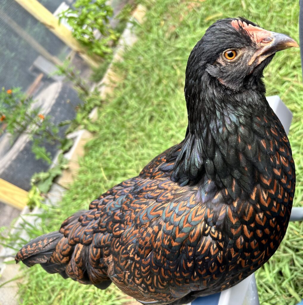 Barnevelder: Produces 180-200 darn brown eggs per year