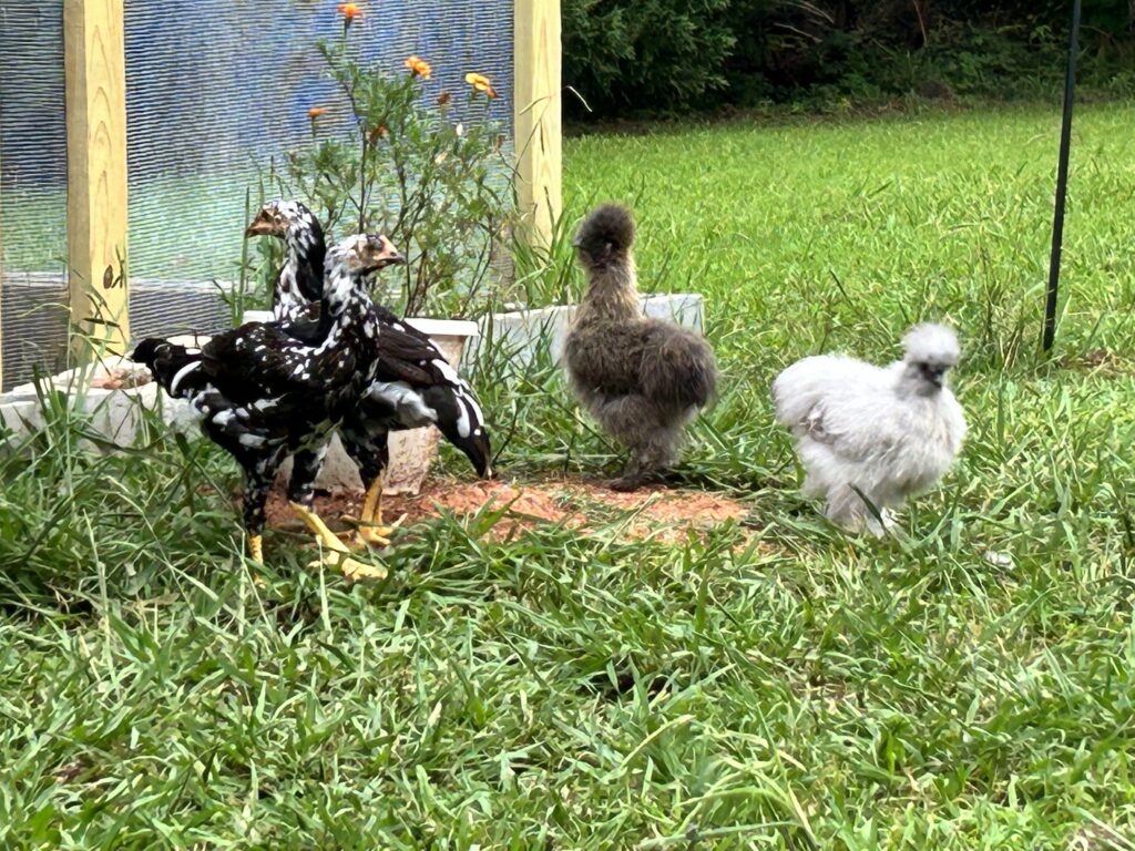 Silkie: Produces 100-120 small cream eggs per year

Indio Gigante: Produces 150-180 white, cream, beige or brown eggs per year