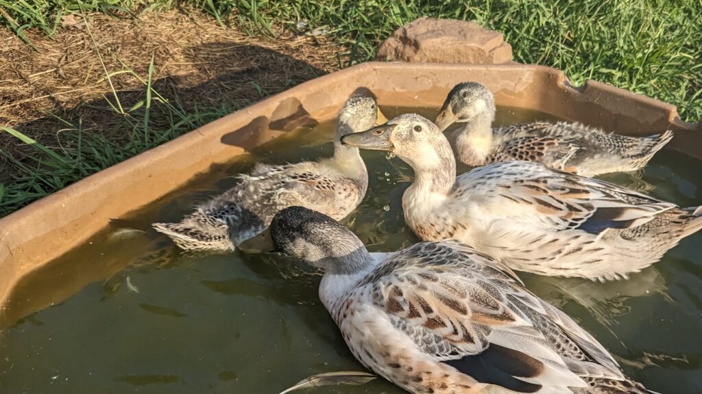 Welsh Harlequin Ducks: Produces 250-300 eggs per year