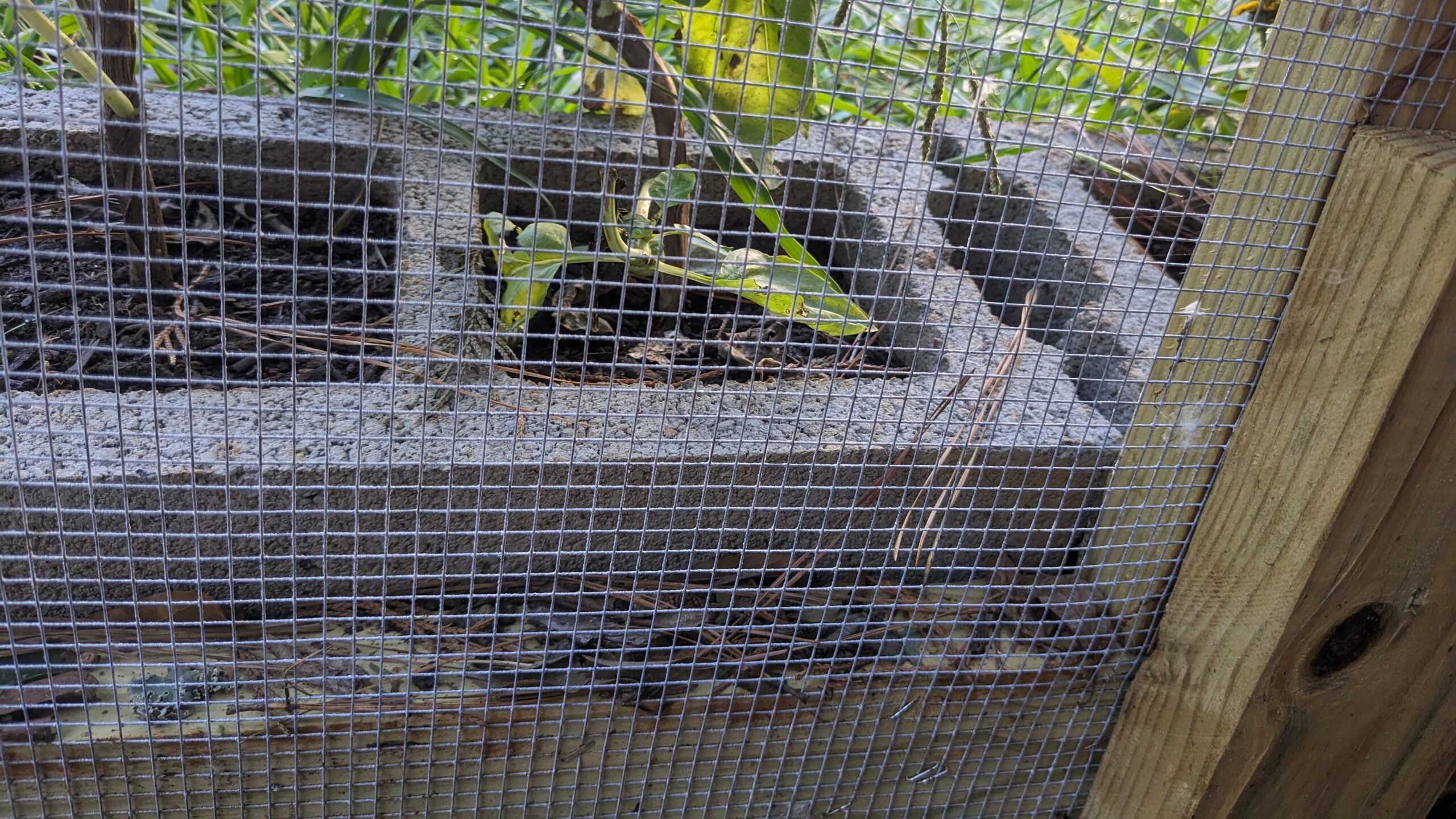 Burying hardware cloth: an extra layer of security for your chicken run / coop