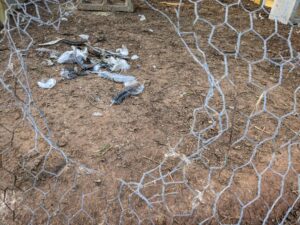 Chickens 101: Chicken Wire - Have You Created The Perfect Chicken Death Trap?