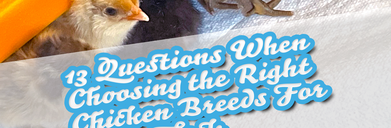 13 Questions When Choosing the Right Chicken Breeds For Your Flock