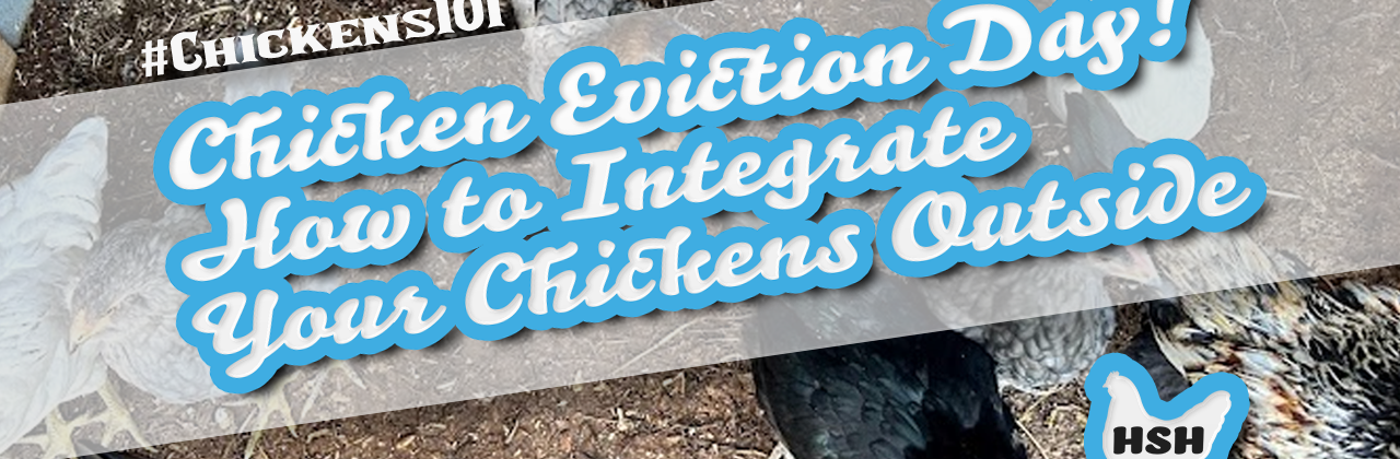 Chickens 101: Chicken Eviction Day! How to Integrate Your Chickens Outside