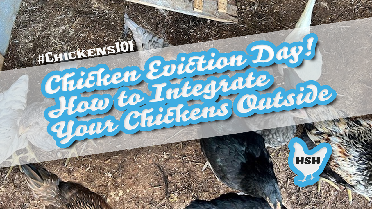 Chickens 101: Chicken Eviction Day! How to Integrate Your Chickens Outside