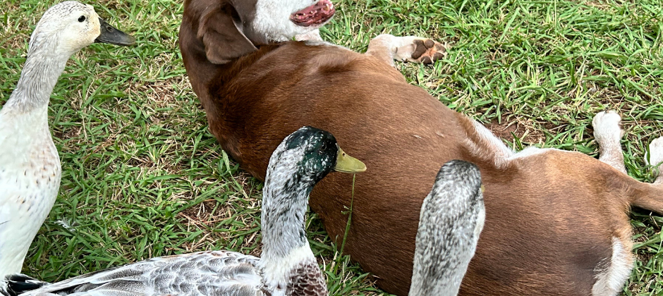 How To Care For Welsh Harlequin Ducks